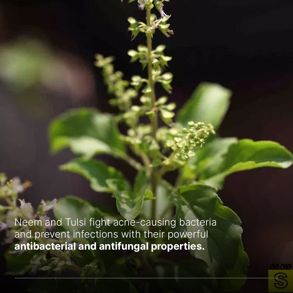 Querencia Neem Tulsi